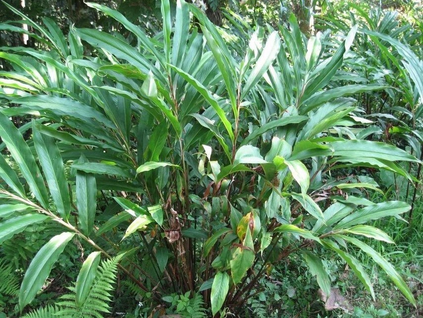 Растение семейства имбирные (кардамон)