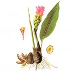Curcuma zedoaria (Berg.) Rosc.