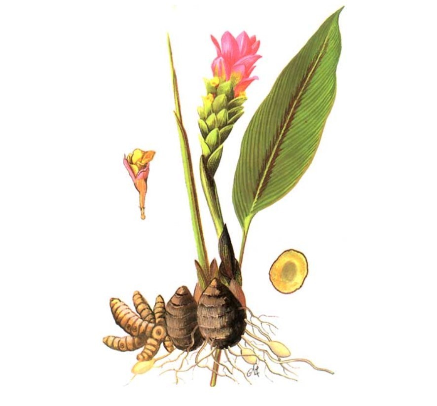 Curcuma zedoaria (Berg.) Rosc.
