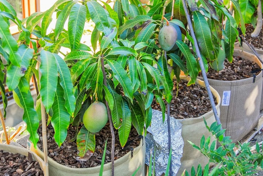 Как вырастить манго 