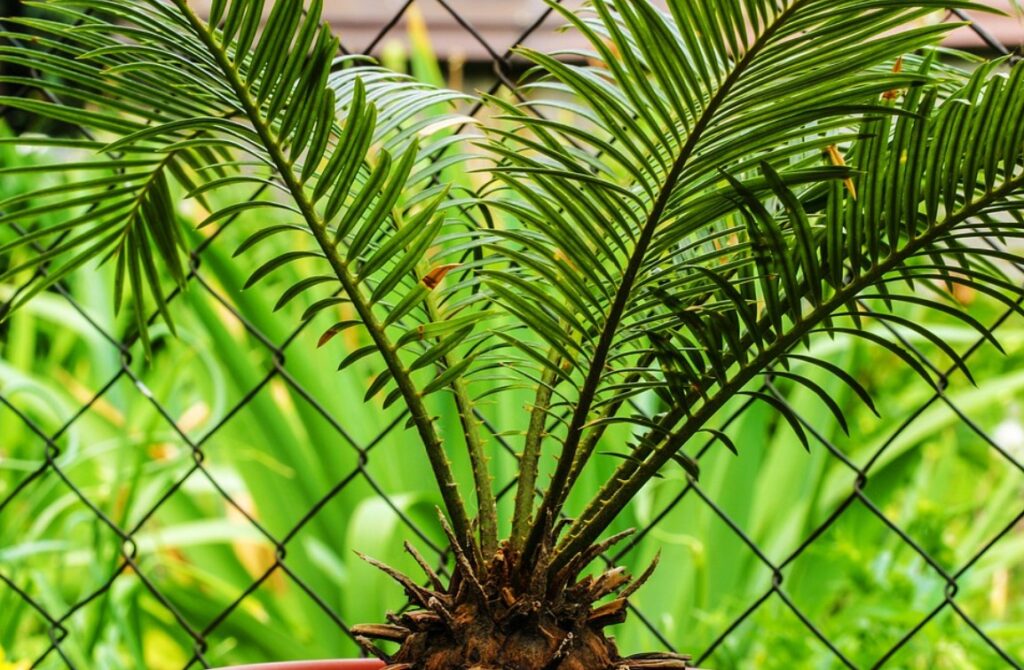 Саговая пальма