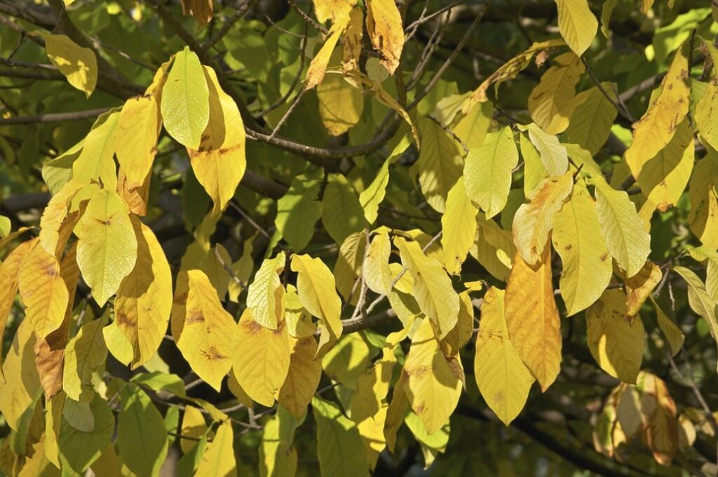 Листья Asimina triloba