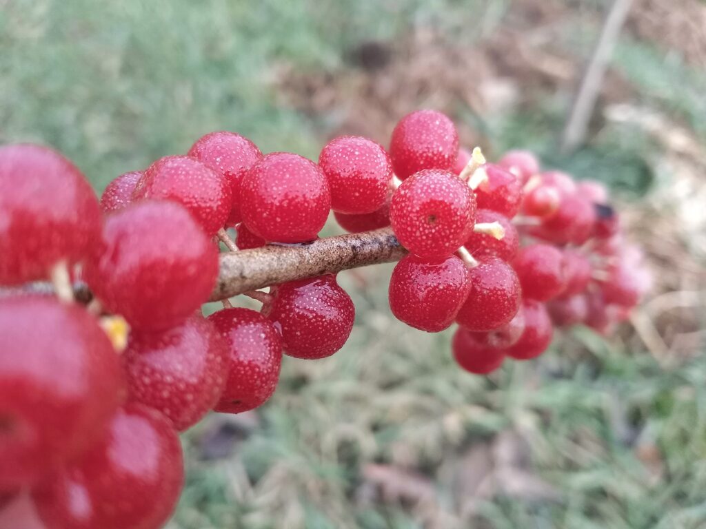 Декабрьские ягоды шефердии